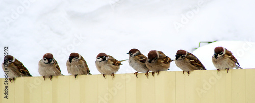 Photography Small beautiful birds sparrows sit on the fence