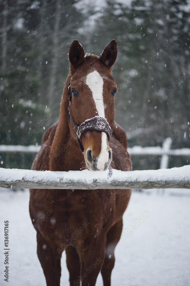 Beautiful brown horse standing outdoors in the winter snowfall Beautiful brown horse standing outdoors in the winter snowfall