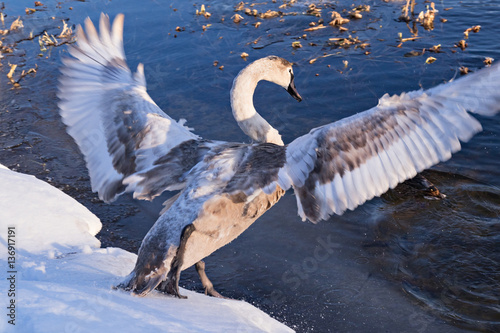 Wild swan in fighting pose
