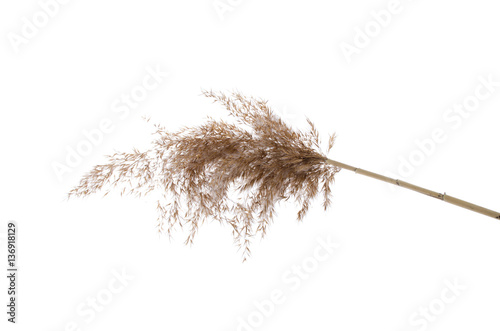 Canvastavla plant sedge broom on a white background