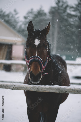 Beautiful brown horse standing outdoors in the winter snowfall
