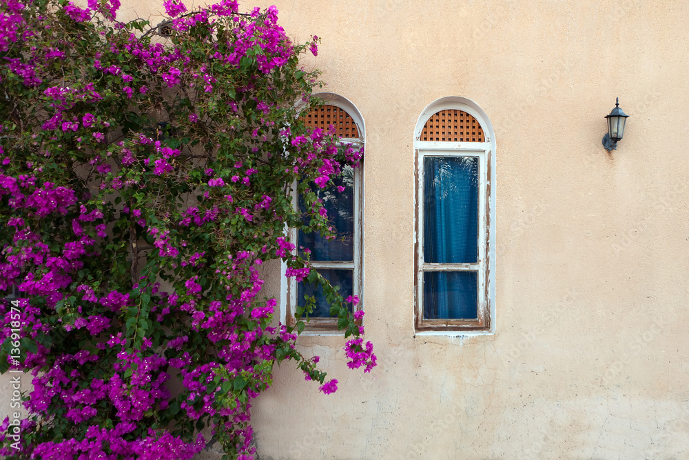 Fototapeta premium old wall with two windows and bushes with purple flower creeper