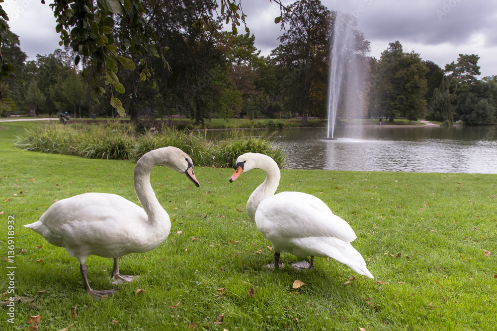 Two swans on green grass in a park during a cloudy day. Lake and a fontain getting water in the air. Orangerie park, Strasbourg, Alsace, France. Two swans on green grass in a park during a cloudy day. Lake and a fontain getting water in the air. Orangerie park, Strasbourg, Alsace, France.