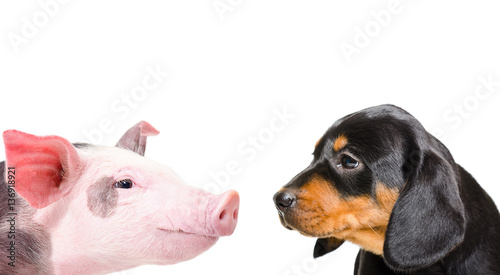 Portrait of a pig and a dog breed Slovakian Hound