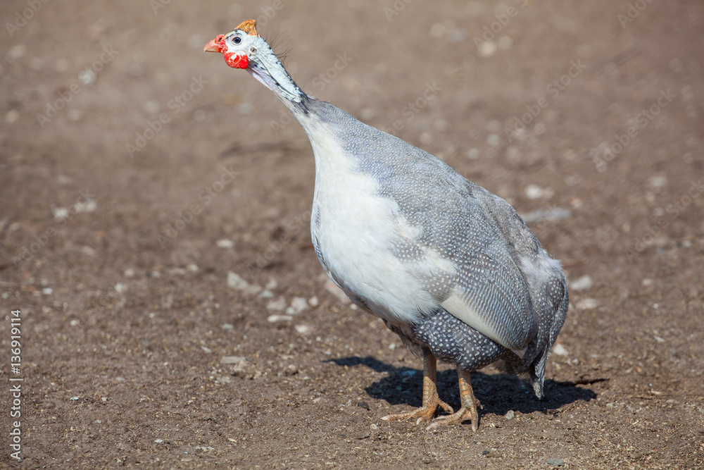 Φωτογραφία One adult bird - guineafowl afternoon walks on a pasture in the aviary on the farm