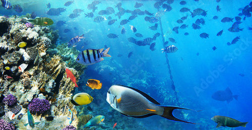 Fototapeta Naklejka Na Ścianę i Meble -  Colorful coral reef fishes of the Red Sea.