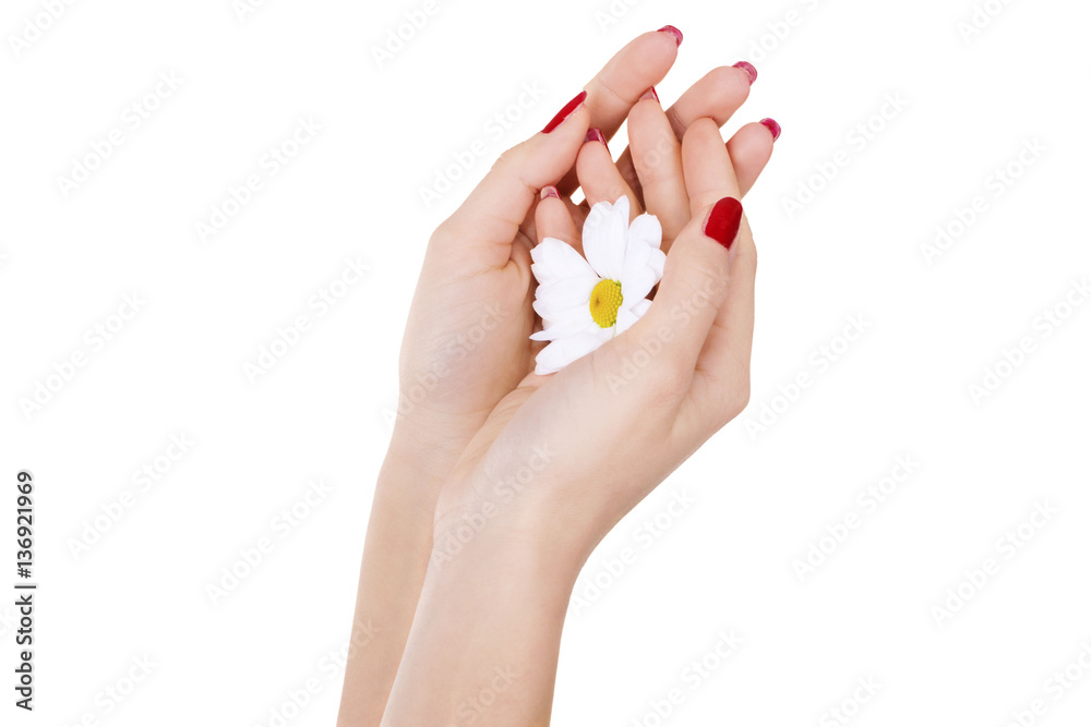 feminine hands with a flower