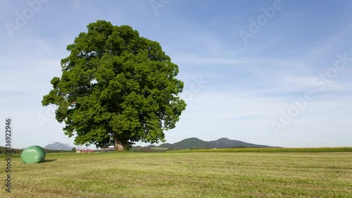 Timelapse of tree changing during 4 weather seasons