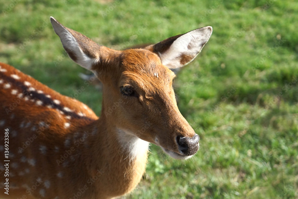 Deer, animals, mammals, they are beautiful. Deer, animals, mammals, they are beautiful.