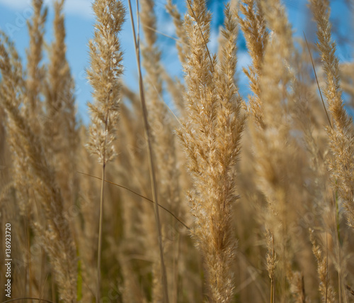 Dry grass inch against the sky, blurred background, summer day heat.