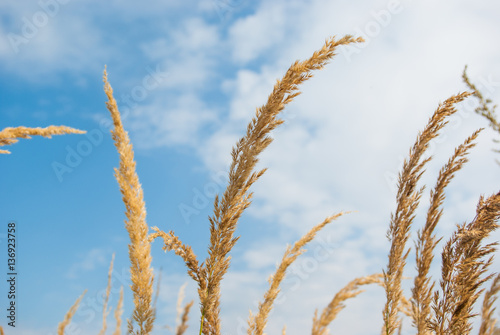 Dry grass inch against the sky, blurred background, summer day heat.