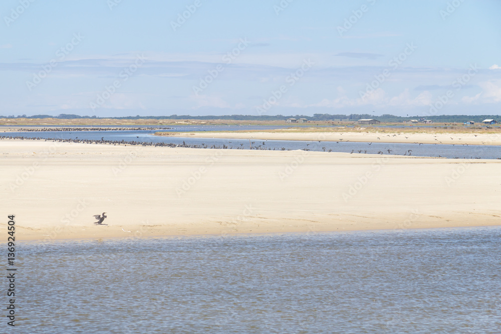 Neotropic Cormorants on the beach