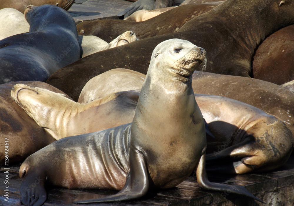 Naklejka premium Californian Sea Lion