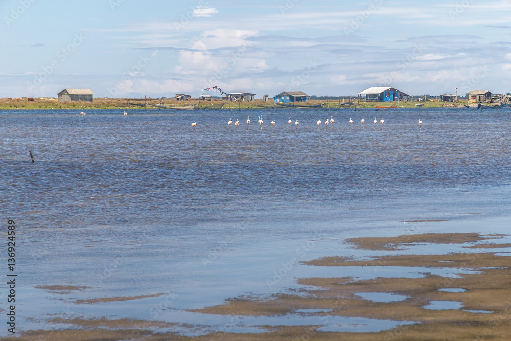 Naklejka premium Group of Chilean Flamingos