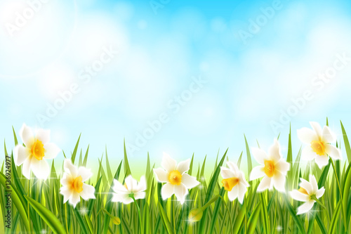 Fototapeta Naklejka Na Ścianę i Meble -  Spring background with daffodil narcissus flowers, green grass, swallows and blue sky.