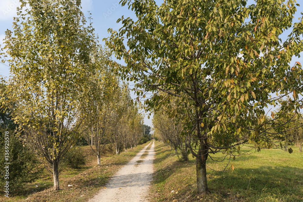 Naklejka premium Milan (Italy): park of Grugnotorto at fall