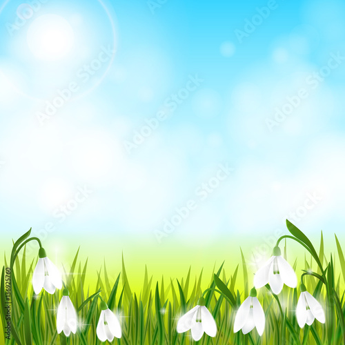 Spring background with snowdrop flowers, green grass, swallows and blue sky. © artabramova