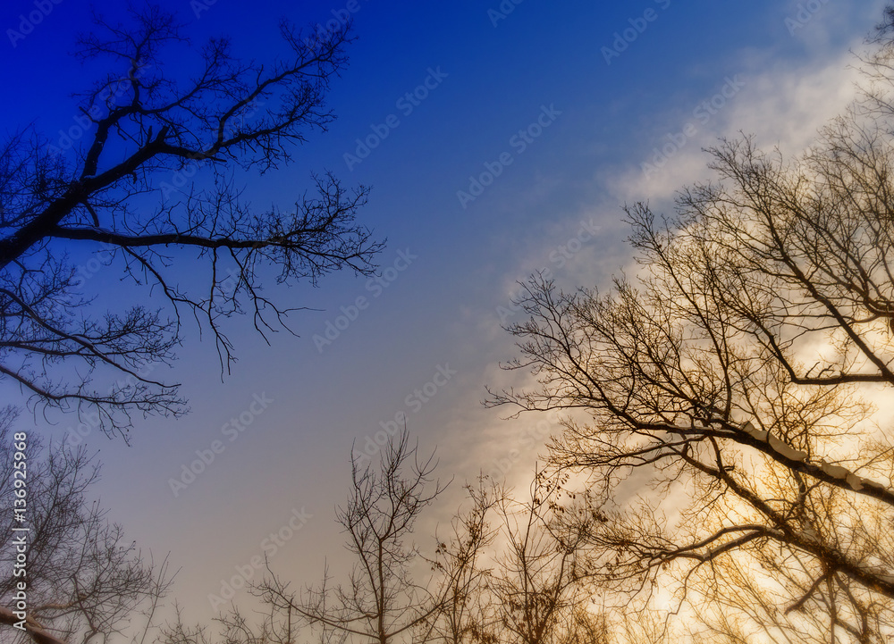 Bottom view of bare trees on the crown. Bottom view of bare trees on the crown.