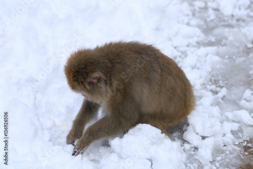 雪と猿 © Hirosan