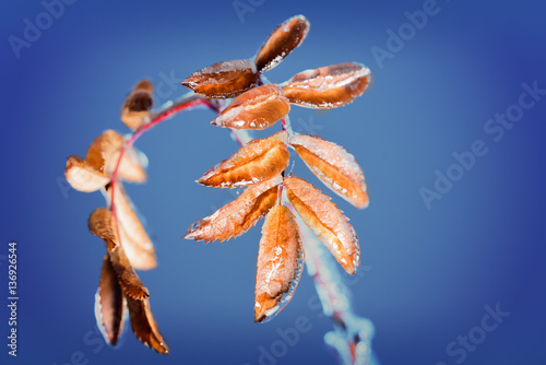 Branch of rowan with leaf covered with ice on a blue background