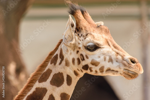 close up of a giraffe © ABIR