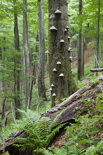 European beech (Fagus sylvatica) forest, with Tinder fungus (Fomes fomentarius) growing on the trunk of a tree, Stuzica primeval Forest, Unesco World Heritage Site, Poloniny National Park, Western Carpathians, Slovakia, Europe, May 2009 photo