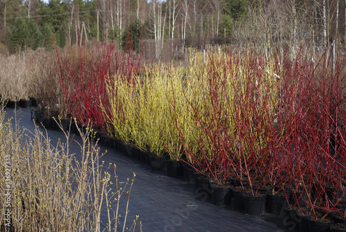 Cornus stolonifera 'Flaviramea' and Cornus alba 'Sibirica' plants in black pots. Spring gardening.