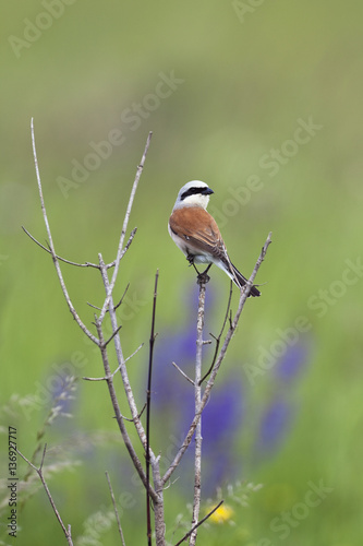 Red backed shrike (Lanius collurio) male, Slovakia, Europe, June 2009 photo