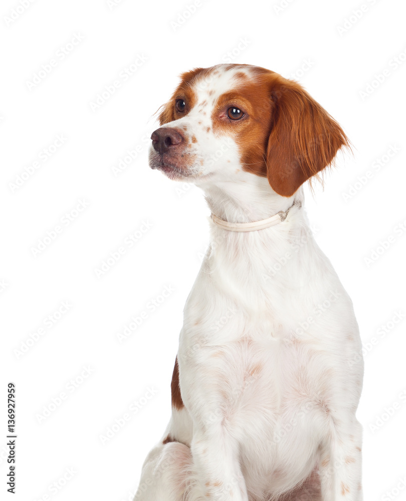 Beautiful portrait of a red an white dog