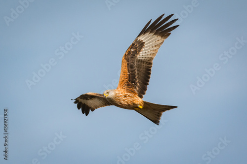 Awesome bird of prey in flight © Gelpi