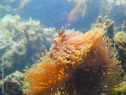 orange anemone with clown fish