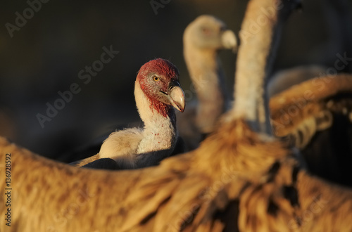 Griffon vulture (Gyps fulvus) head covered in blood from feeding, Montejo de la Vega, Segovia, Castilla y Leon, Spain, March 2009 photo