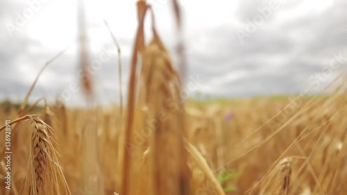 Going through the field of wheat photo