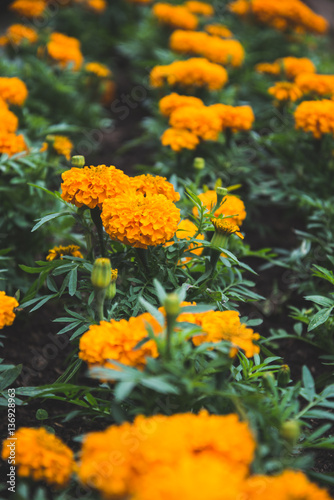 background Flower tagetes erecta l. Orange Flower.