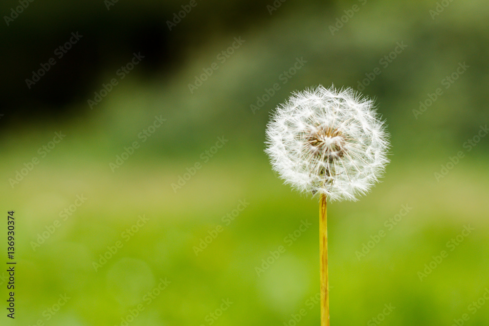 Dandelion