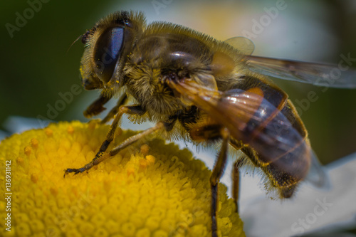 Close-up of the bee