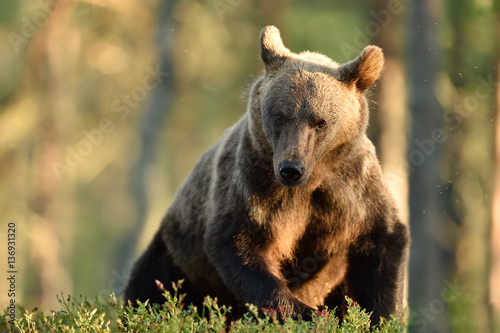 Brown bear in a forest at summer