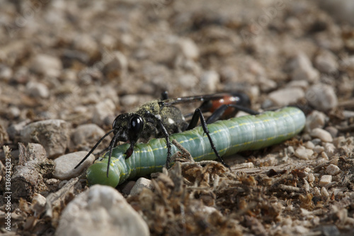 Parasitoid wasp (Ichneumonidae) carrying a large paralysed caterpillar to its nesting hole, The Peloponnese, Greece, May 2009 photo
