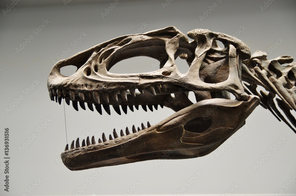 Naklejka premium Szkielet głowy dinozaurów mięsożernych
