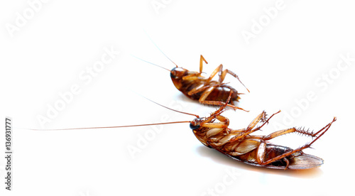 brown cockroach © chaipanya