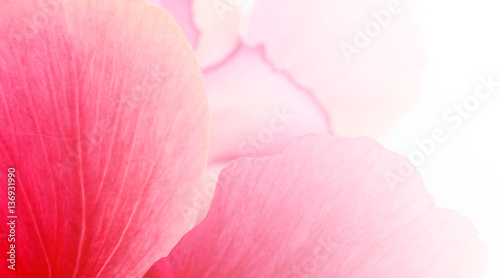 pink flower petal abstract background