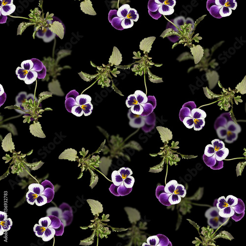 Beautiful floral background of purple pansies 