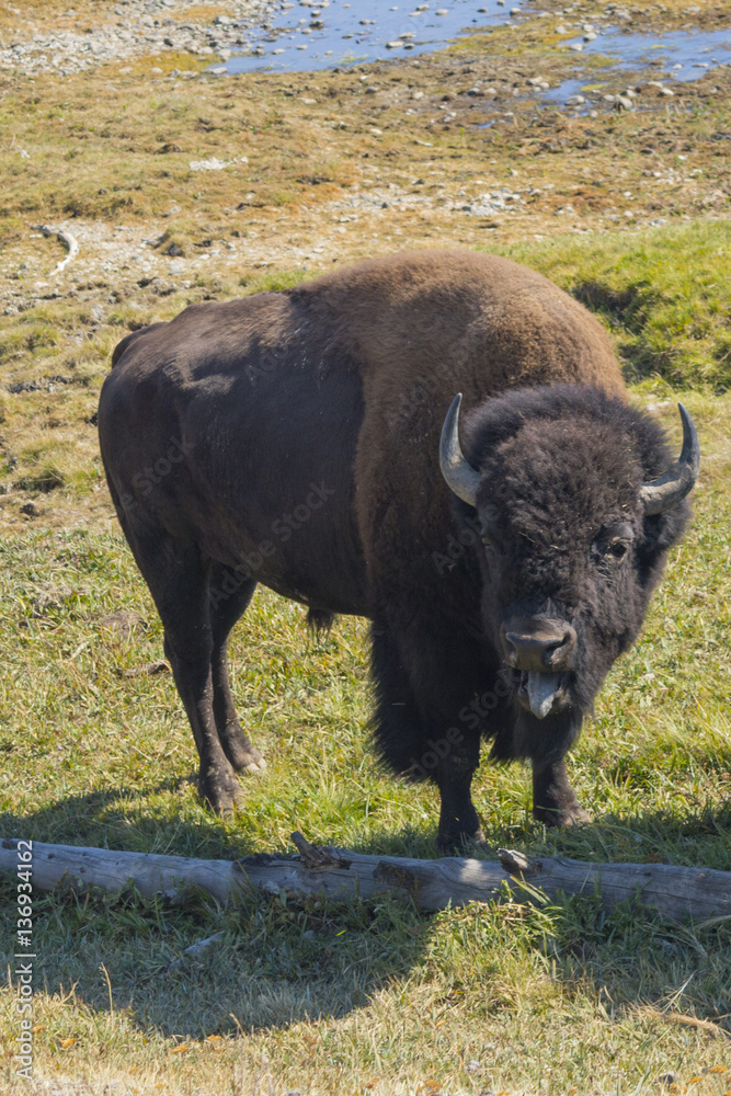 A Buffalo in Yellowstone National Park, USA