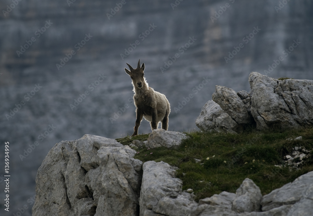 Ibex (Capra ibex) standing on rocks, Triglav National Park, Julian Alps, Slovenia, July 2009 Ibex (Capra ibex) standing on rocks, Triglav National Park, Julian Alps, Slovenia, July 2009