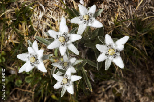 Edelweiss (Leontopodium alpinum) flowers, Triglav National Park, Slovenia, July 2009