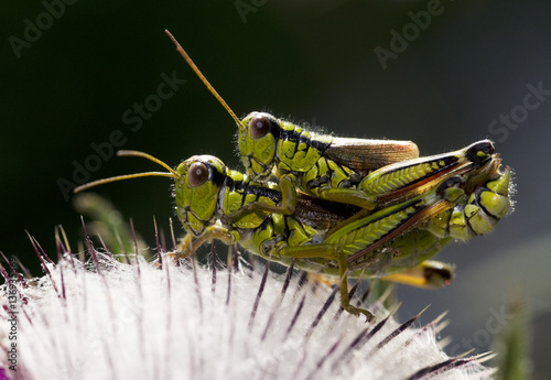 Alpine grasshopper (Miramella alpina) pair mating on a thistle, Triglav National Park, Slovenia, August 2009