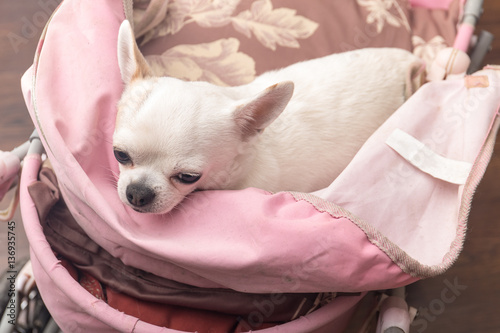 Chihuahua lying in the pram