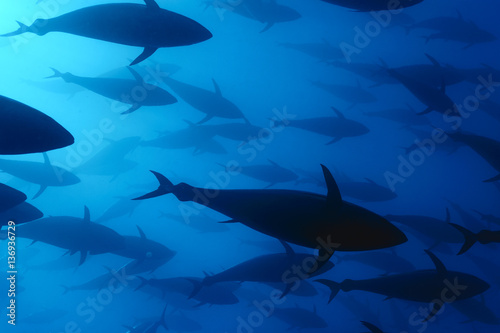 Atlantic bluefin tuna swimming underwater, Malta photo