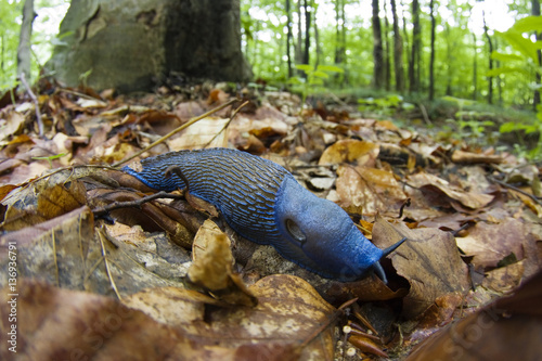 Male Carpathian blue slug (Bielzia coerulans) Morske Oko Reserve, Slovakia, June 2008 photo