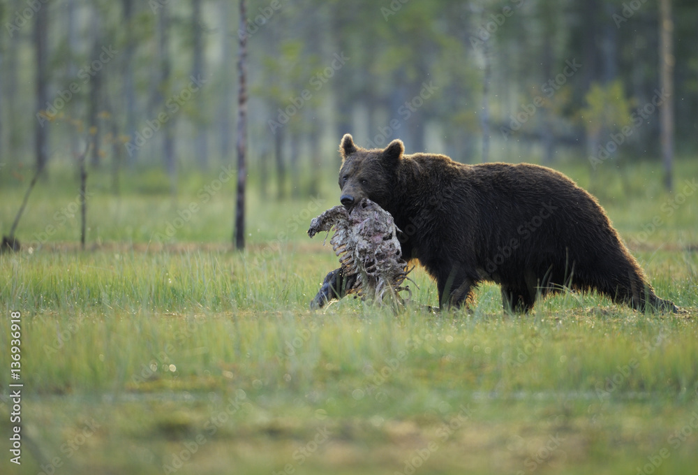 Eurasian brown bear (Ursus arctos) carrying part of carcass, Kuhmo, Finland, July 2008 Eurasian brown bear (Ursus arctos) carrying part of carcass, Kuhmo, Finland, July 2008